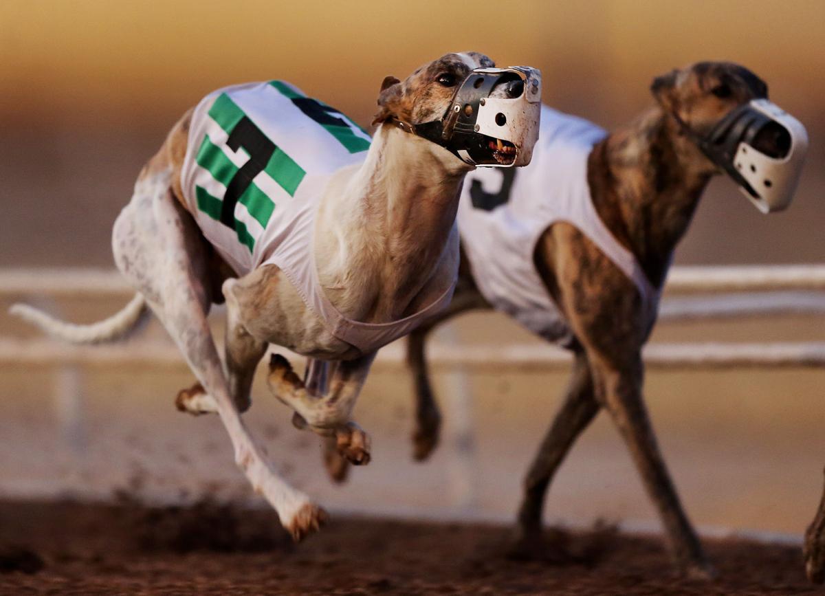 After 72 Years Live Dog Racing Ends At Tucson Greyhound Park