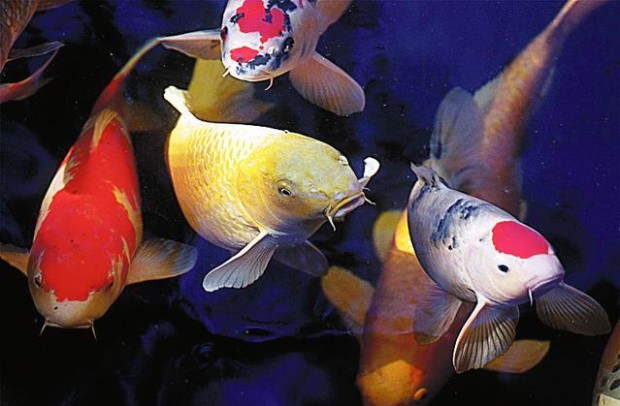 Oh, boy, it's time for Koi Pond Tour  
