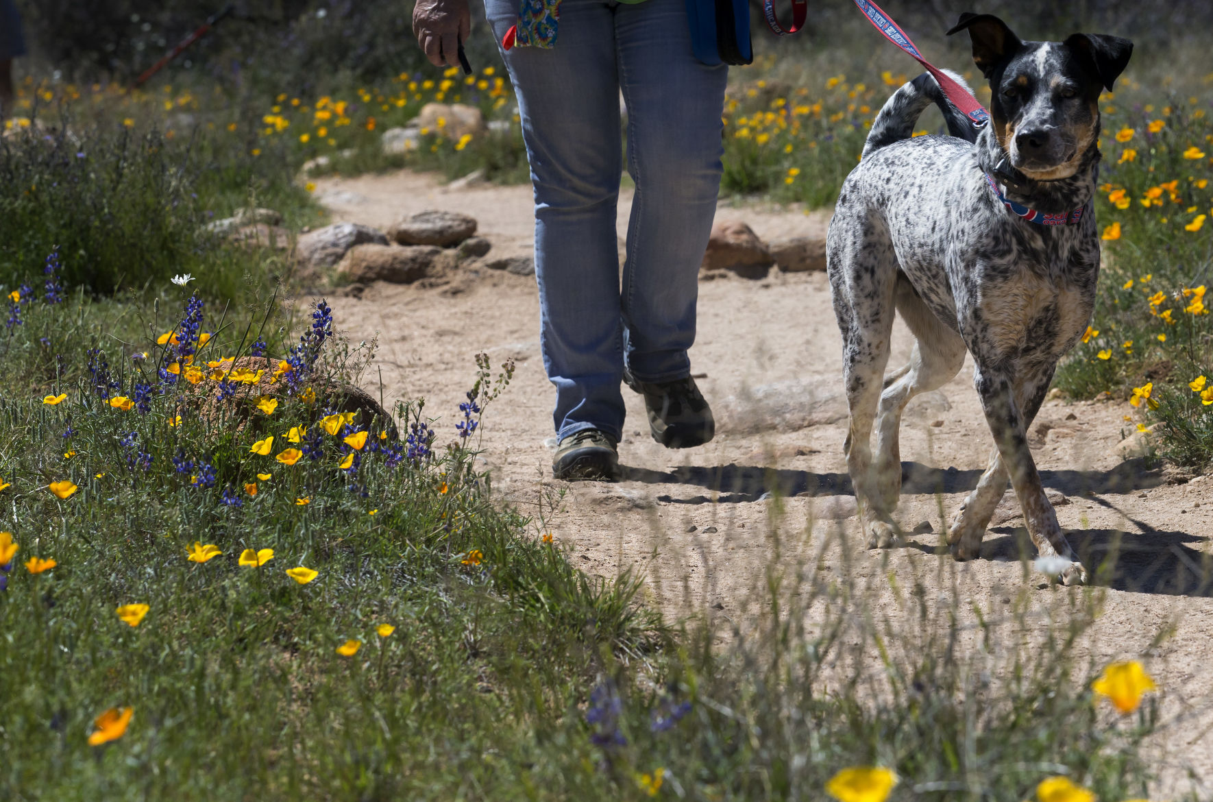 Restaurants hiking trails and more that allow dogs tucson life