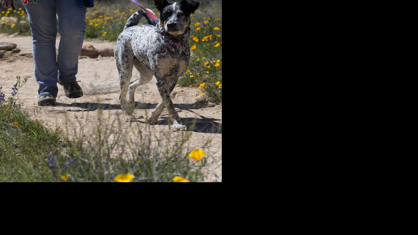 The Bark Park, Dogs of Tucson