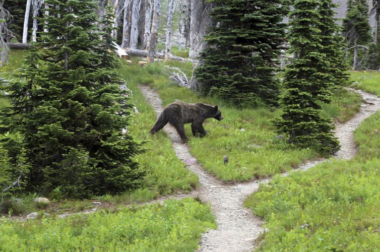 Grizzly