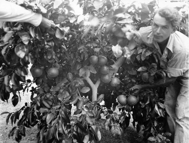 Streetsmarts: Orange Grove Road