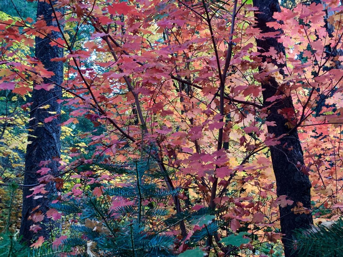 Autumn in the Catalina Mountains