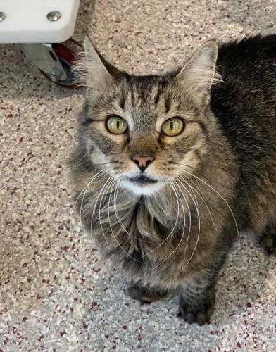 Adopt a friend: Dulce