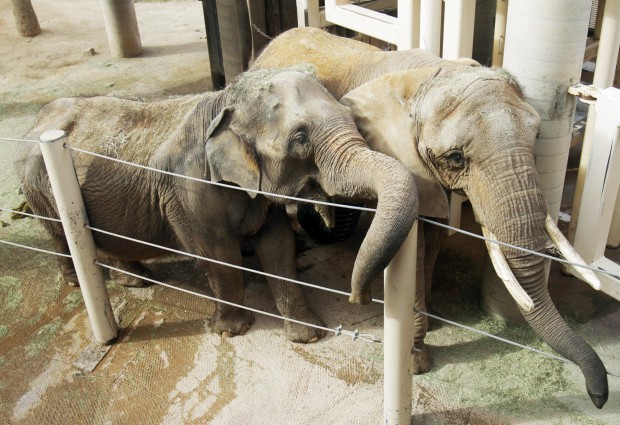 Reid Park's beloved Connie put down at San Diego Zoo    