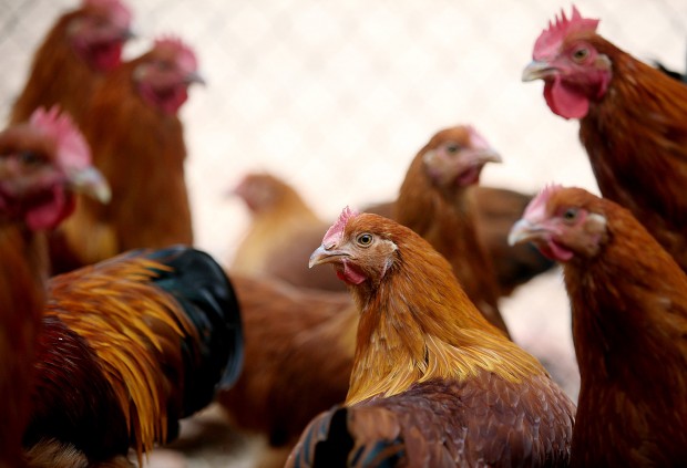 No chickening out for this farmer    