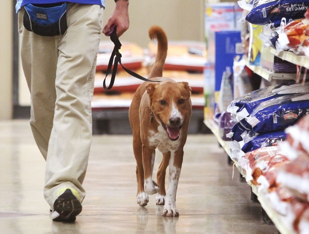 Shelter dog "Boston"