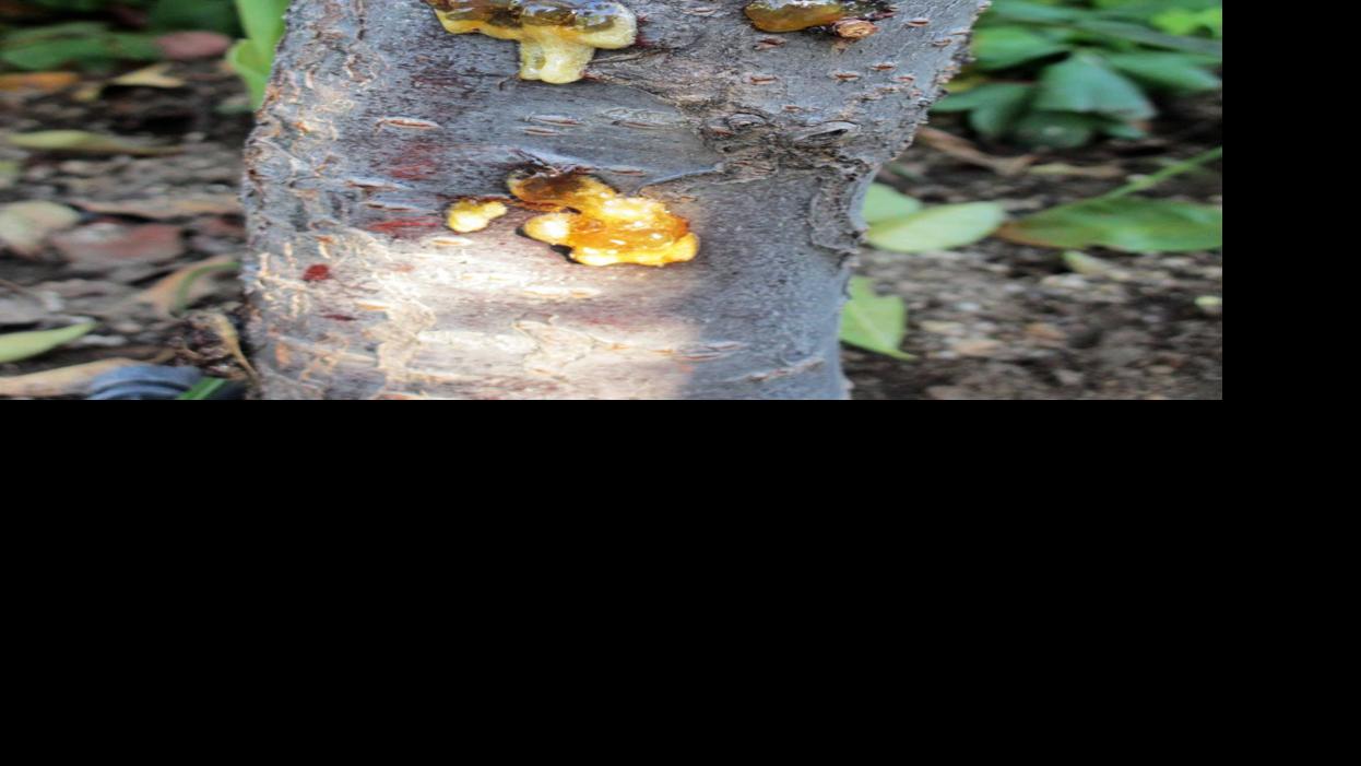 Cherry tree dropping leaves, dripping sap