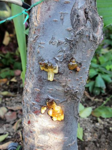Garden Sage: Cherry tree bark
