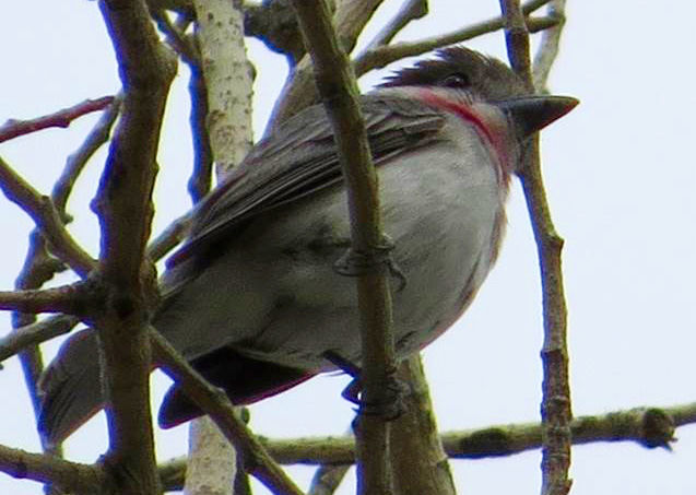 Male Rose-throated Becard