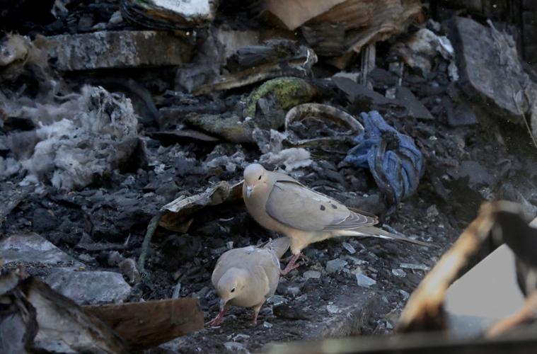 Wildlife sanctuary rebuilds