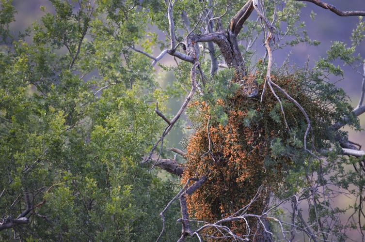 University of Arizona: The Art of Science