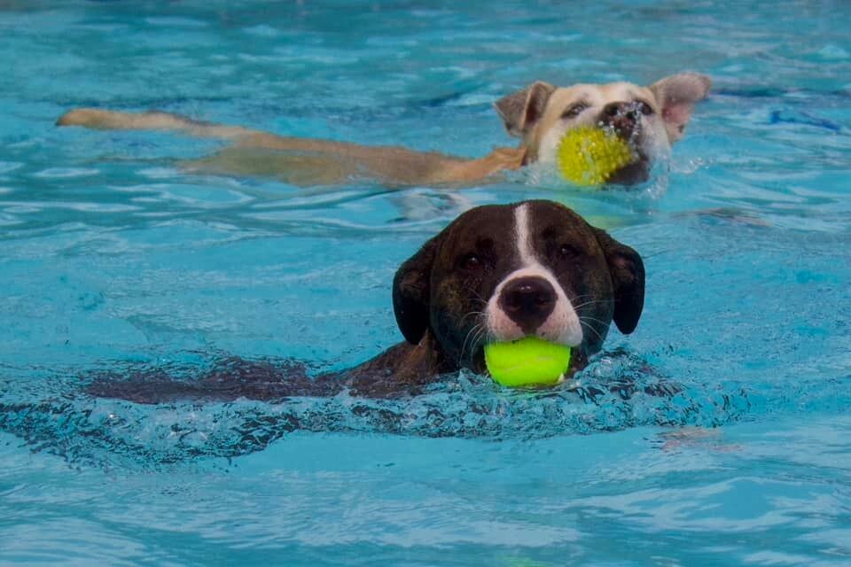 Dog pool party