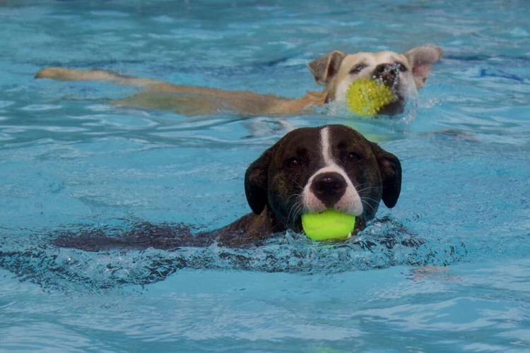 Dog pool party