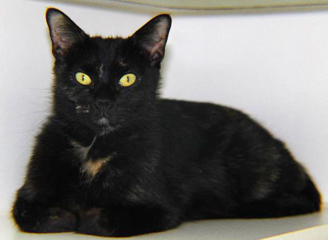 Adopt A Friend: Nana