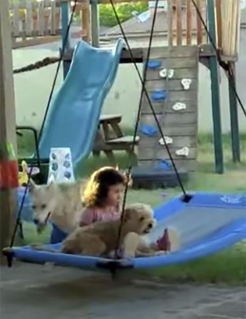 ‘Dogflipping’ on the rise as more Americans seek companionship during pandemic