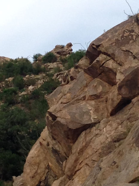 Do you see the lion teen encountered on hike near Tucson?