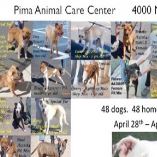 48 Hour Dog Adoption Event Starts Today Local News Tucson Com