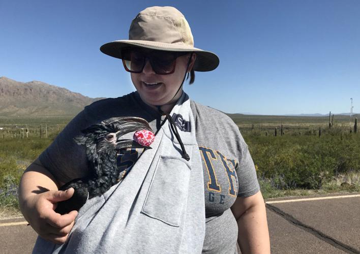 Picacho Peak, wildflowers, 2023