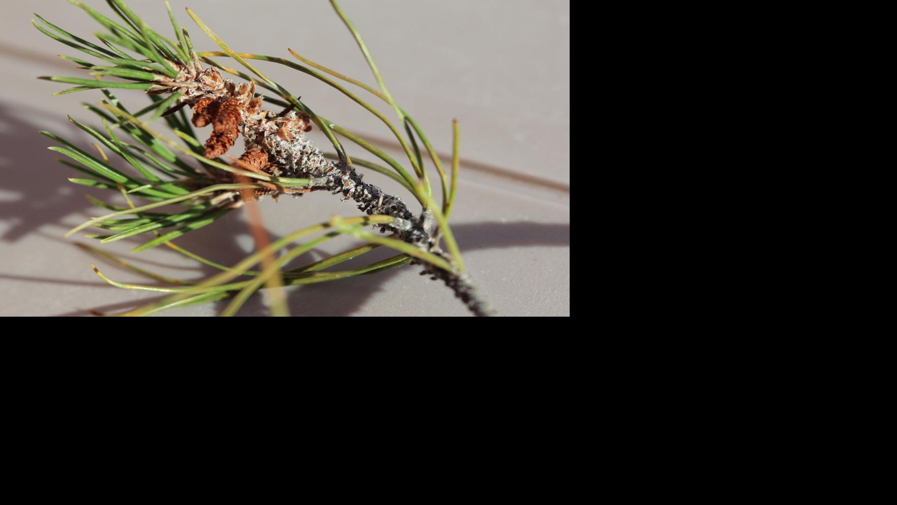 Adelgids can cause pine needles to drop