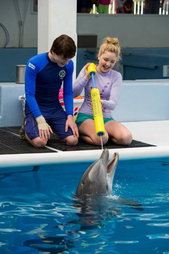 'Dolphin Tale 2'