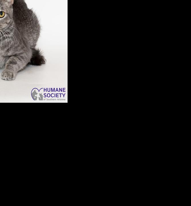 Adopt a friend: Sheba