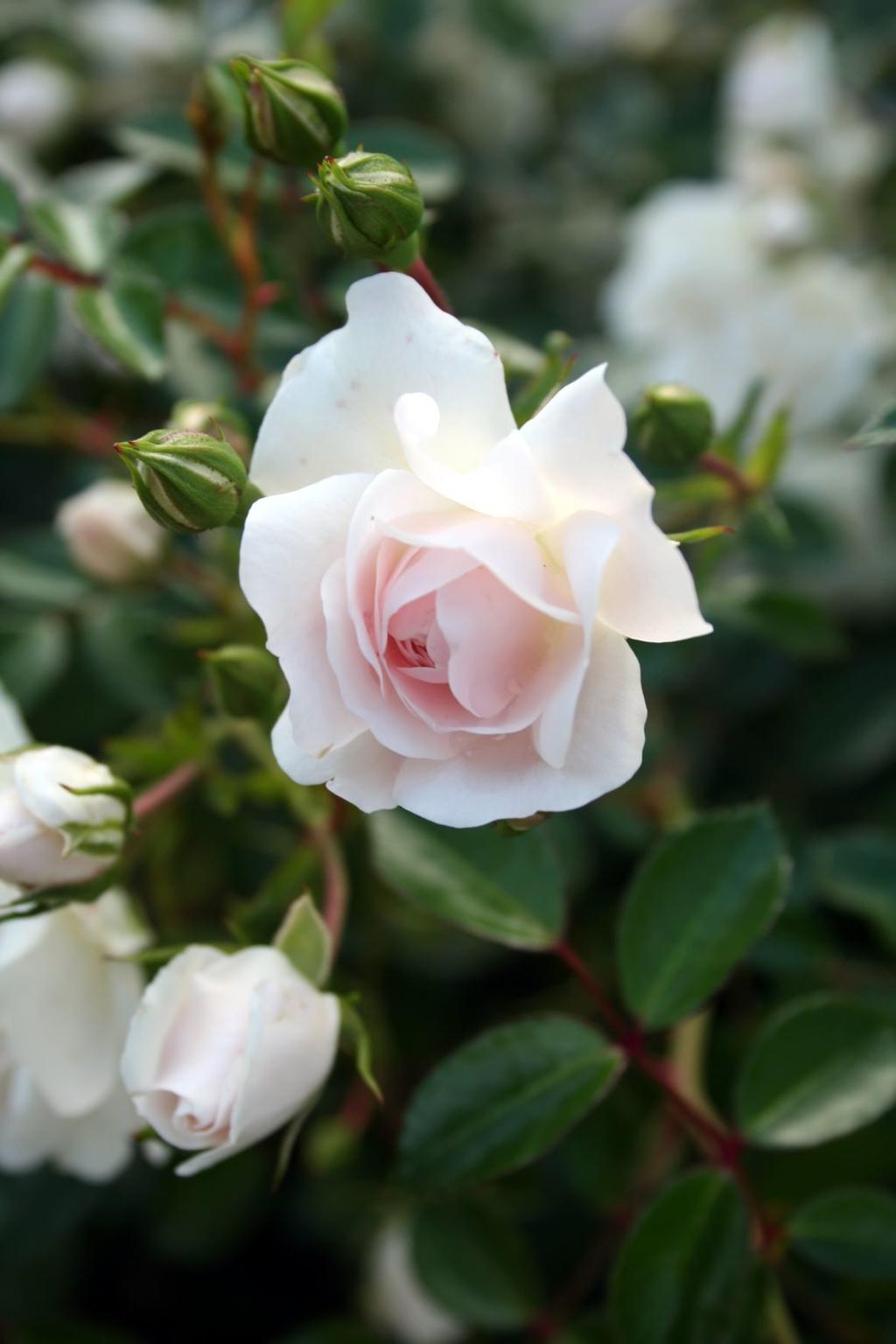 When Does The Season End For Planting Roses Home Garden Tucson Com