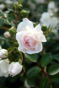 When Does the Season End for Planting Roses?