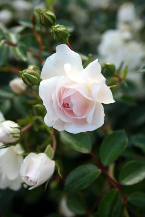 When Does the Season End for Planting Roses?