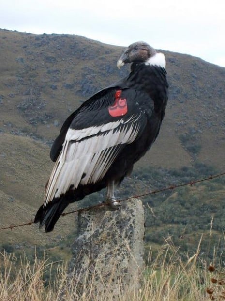 Colombia's majestic condors take wing with US zoos' help  