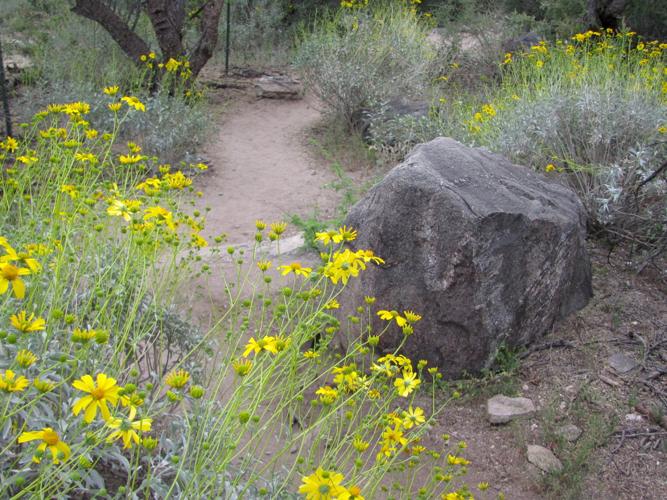 Ventana Canyon wildflowers