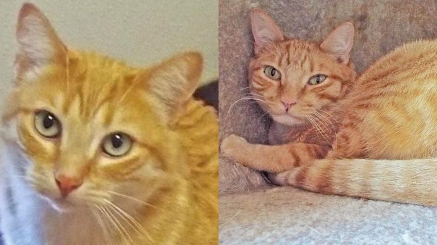 Adopt a friend: Chad and Chase