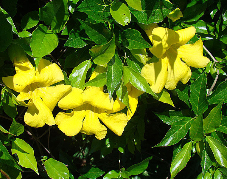 Cat claw vines can weigh down a fence
