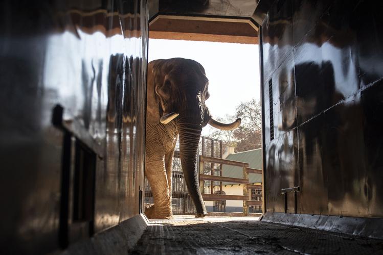 South Africa The Elephant Movers