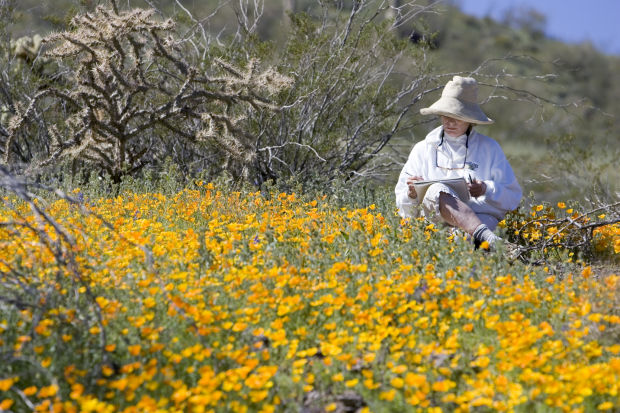 Southwest wildflowers