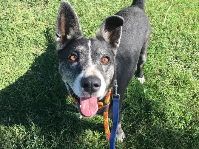 Adopt a friend: Rory