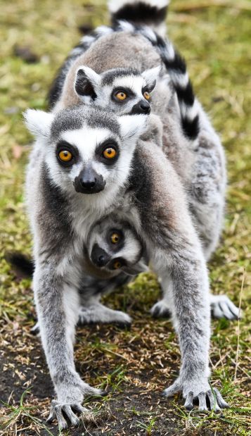Animal shots of the week