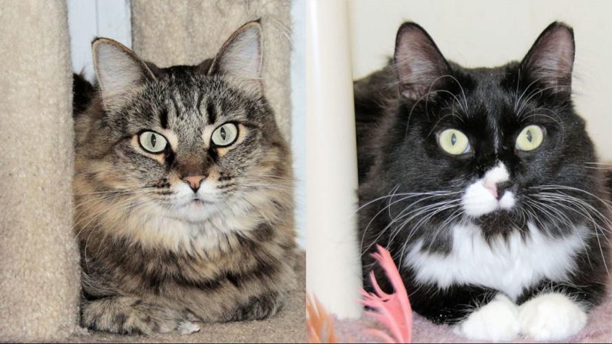 Adopt a friend: Periwinkle and Panda