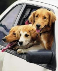 Arizona lawmakers: A driver's lap no place for pets