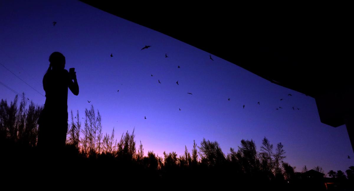 Bats in Flight