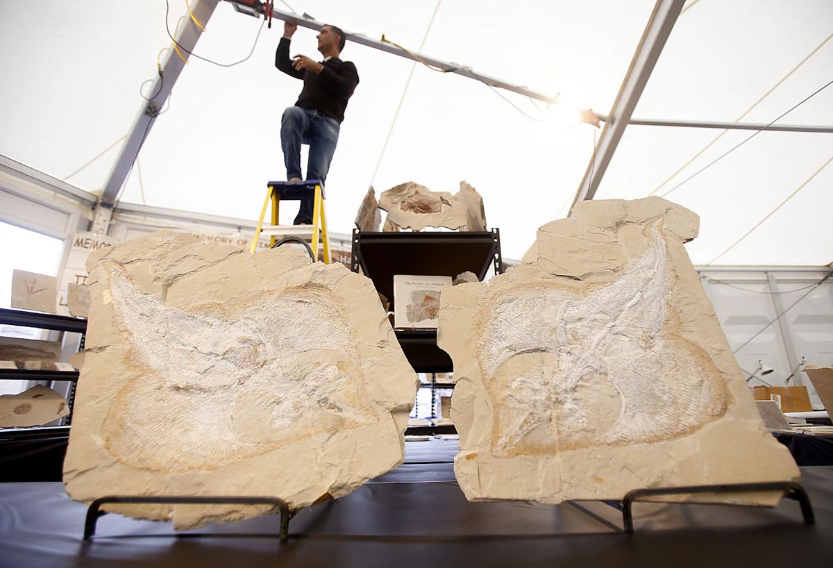 Photos Tucson Gem, Mineral & Fossil Show Blogs