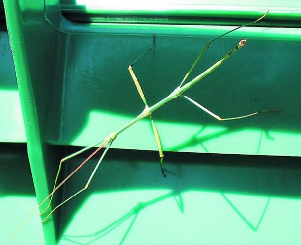 Desert wildlife on rise in Tucson as trees mature  