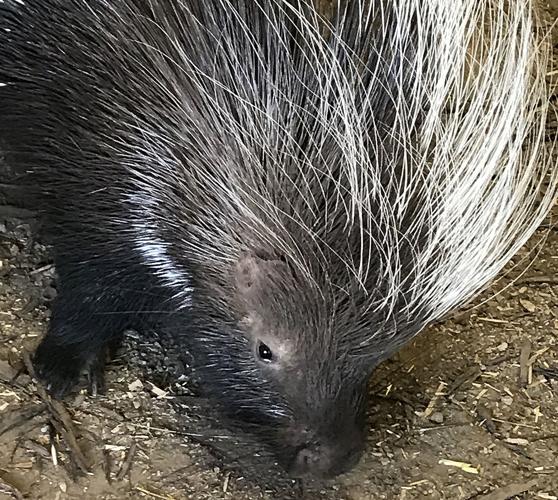 Porcupine