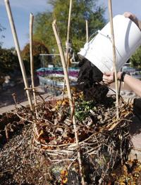 Will coffee grinds go directly on indoor plants?
