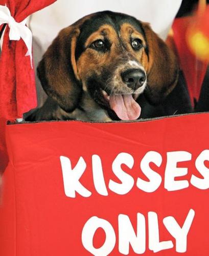 Picture this: Smooch-A-Pooch  