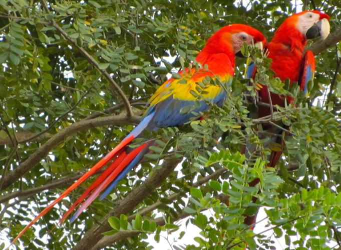 Birding_5.jpg