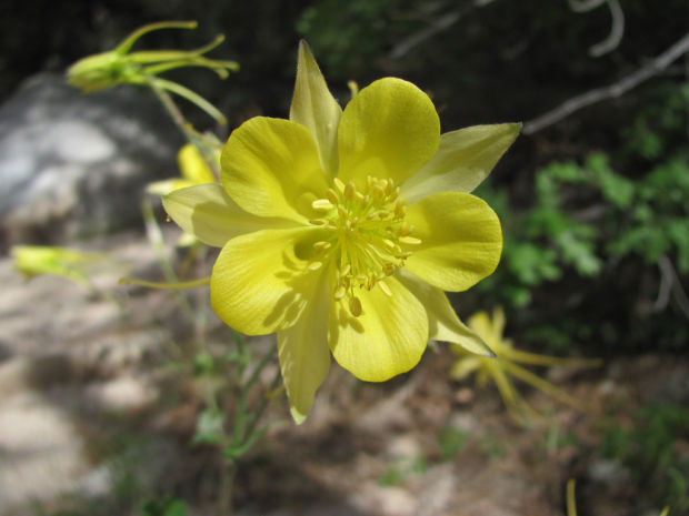 Colorful mountain wildflowers in bloom    