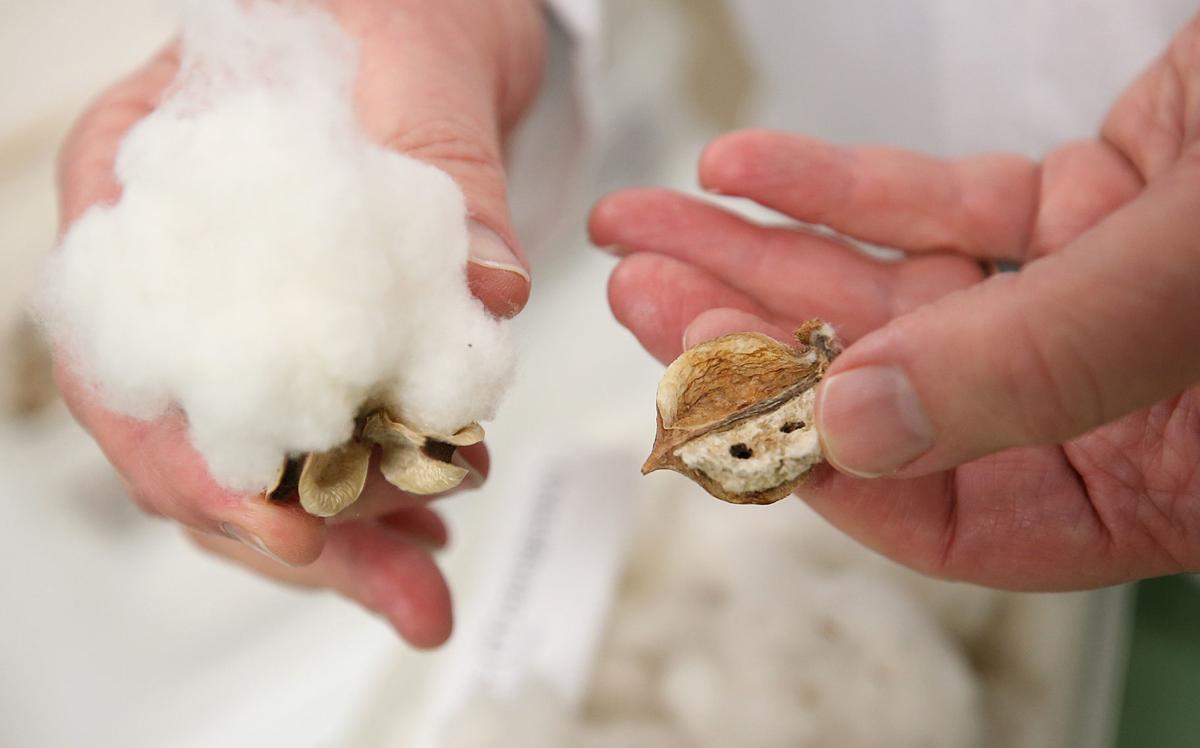 How Arizona scientists and farmers banished the pink bollworm from the  Southwest