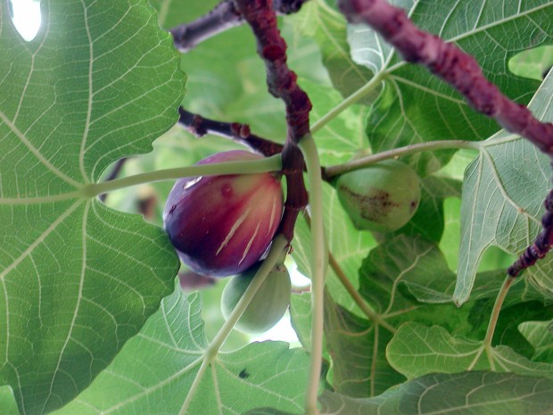 Fruit trees re-create Tucson's birthplace   