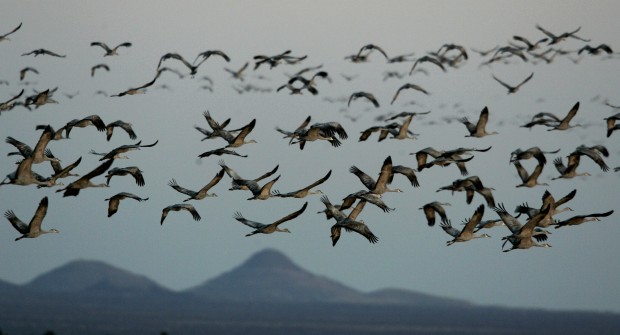 Cranes migrate there in record numbers   
